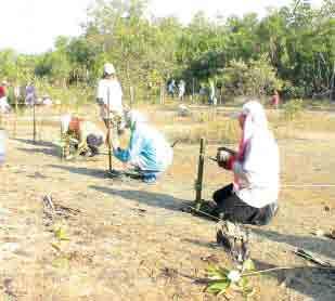 Phase two (18 months commencing May 2007) of the project would entail: Mangrove Replanting More mangrove replanting activities will be held in the current year.