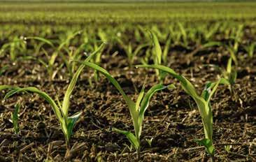 Minimal compaction preserves soil water-holding capacity and free movement of water, air, nutrients and roots, providing crops with the best opportunity to fulfil their potential.