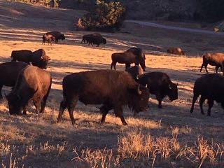 and encountered a Buffalo Herd.