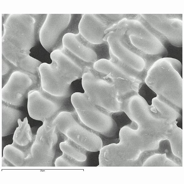 20 µm EDS Spectrum of Dendrite Rich 100 µm Regions - SnAgCu Balls Average composition in dendritic rich region Sn 99.8% Cu 0.