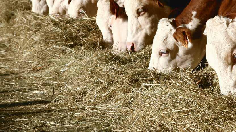 SIMPLY GREAT FORAGE! 4 The basic ration provides the cheapest forage for the livestock.