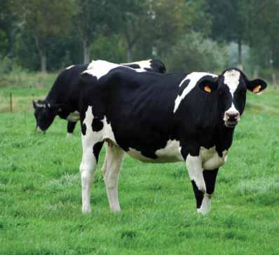 Fermented cow manure produces methane that farmers can use to generate electricity. Some animals produce large amounts of methane.