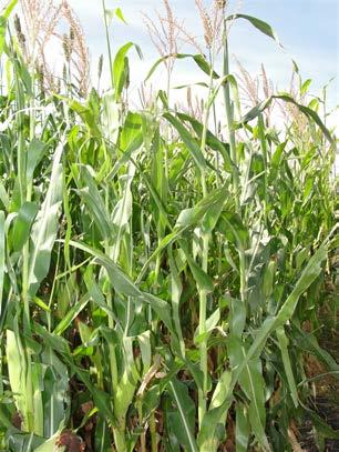 Stability of biofuel feedstocks is strengthened by the cropping systems providing