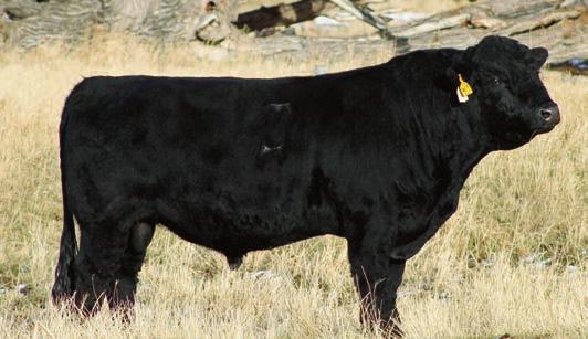 Complete Package Black Purebreds Reference Sire Hills 44 Mag W15 PB SIM ~ Homozygous Black & Polled We raised 44 Mag and have 1/2 interest in him with Dennis Wichman. He works great on heifers.