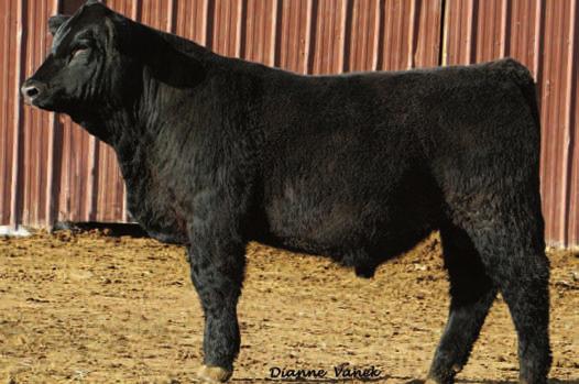 59 $API 128 This is really nice calving ease and marbling bull who should also be able to maintain good growth. Everywhere you look this bull s numbers are exceptional.