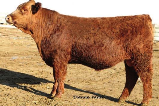 Easy Calving Red Purebreds Reference Sire 19 Hills Converter Z16 Red - Horned - PB SM 2/14/2012 BW 90 WW 706 BDV Shear Force 63S 205 ADJ 767 Hills Speed BDV SF 035X, Red, 2yr 205 IN 109 HRS Gun M8