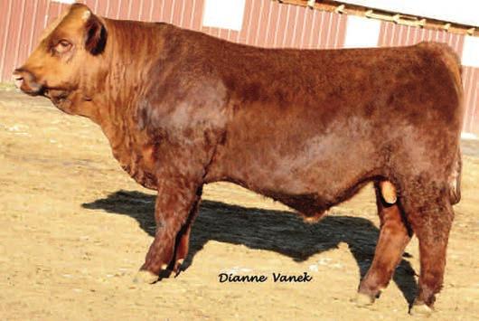 84 $API 143 This is a powerful red bull with strong EPDs and a lot of eye appeal. He stood out in the herd early on and that won him a place in our show string this summer.