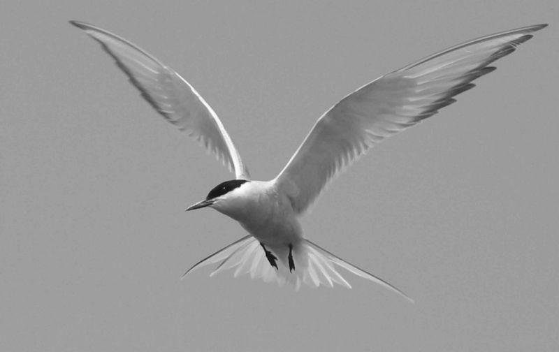 Arctic Tern Arctic Tern!