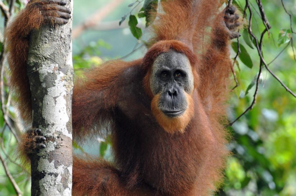 Orangutans and