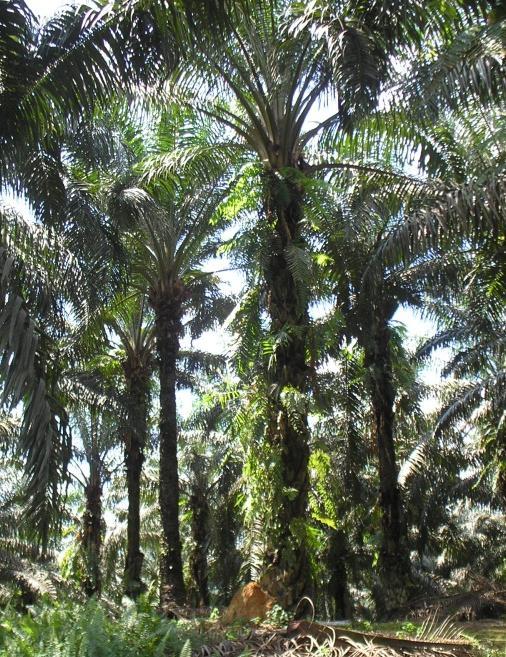 Unsustainably produced palm oil causes greenhouse gas emissions and is not a