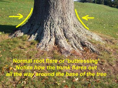 Tree Injection Trees may be treated with liquid injections or encapsulated pesticide implants.