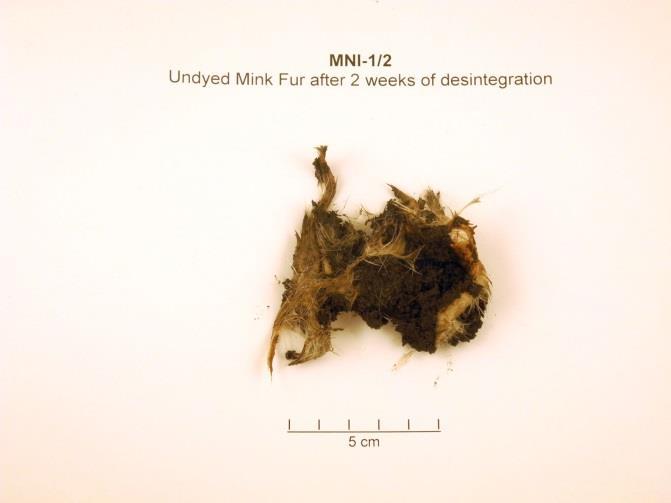 Undyed mink fur after 14 days The pieces were falling apart completely.