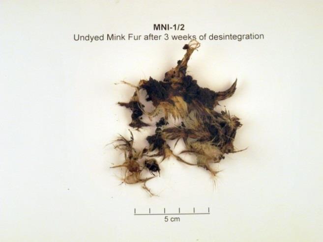 Undyed mink fur after 21 days The pieces were falling apart completely.