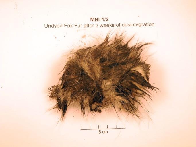 Hairs were clearly visible and seemed intact. Undyed fox fur after 14 days The skin was almost completely gone.