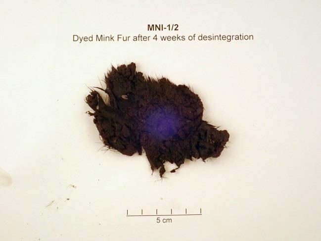 Dyed mink fur at end (30 days) The pieces were falling apart completely, some skin seems