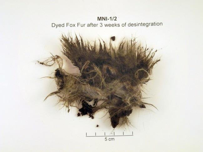 Dyed fox fur after 21 days The skin was almost completely gone.