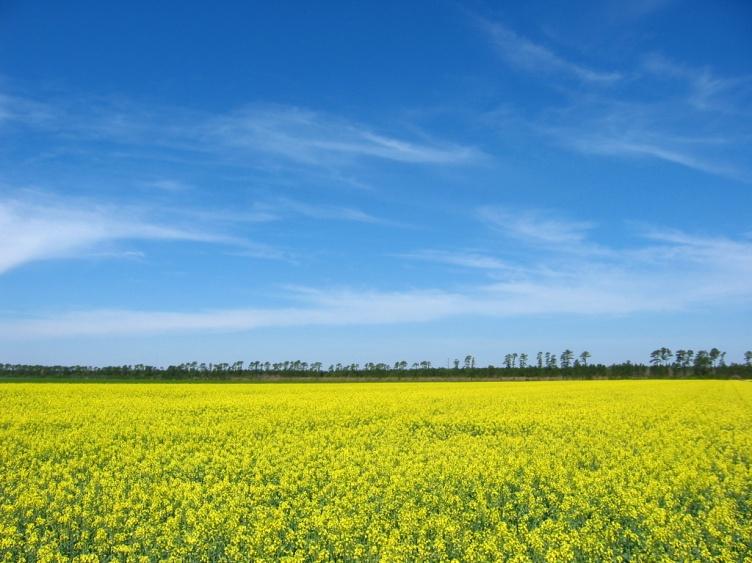 Advantages of Biodiesel Production 1. Fuelstock flexibility - can use the best feedstock available at a location and time, animal fats, crop oils, aqua oils, etc 2.