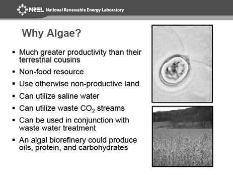 Why Algae