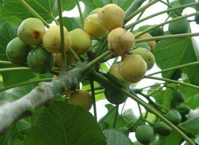 The possible raw materials for jet biofuels in China Jatropha, which is widely planted in remote
