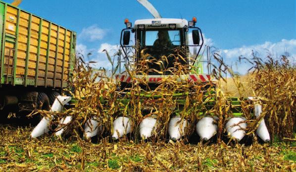 Picking maize with CONSPEED. The CLAAS CONSPEED maize picker is a useful addition to the ORBIS header.