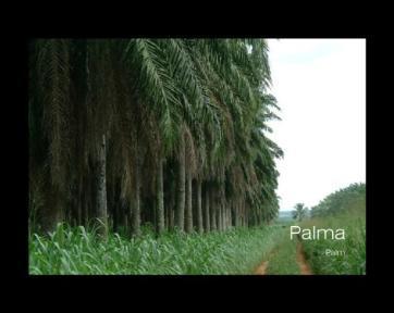 The influence of raw materials in biodiesel quality PALM OIL Mainly originated in Malasya and Indonesia Contains high