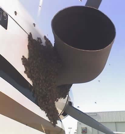 The bees also started to congregate on the windscreen because we had a bunch inside the cockpit already through the vent windows.