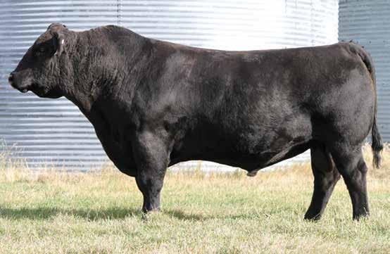 29 167 82 Rank 2 10 45 40 35 1 2 10 4 70 95 10 99 99 1 5 Proven outcross, calving ease bull More growth than other bulls with similar calving ease Fantastic maternal traits, top 3% for CE, MCE, Stay,