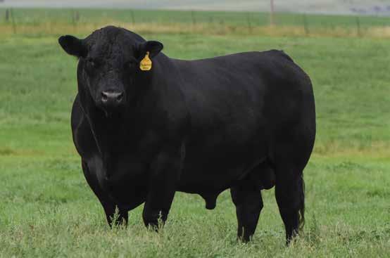 65 155 89 Rank 95 99 1 1 1 90 30 2 2 5 40 5 30 45 4 1 Docile, high growth, high marbling bull Sires great depth of body and spring of rib Makes heavy pay weights both for the rancher and feeder He