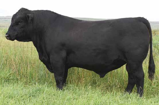 56 148 75 Rank 1 10 65 65 70 1 1 2 30 99 15 50 10 65 10 25 A new outcross bull with great structure and foot traits An outlier for calving ease and maternal calving ease Produces a little more frame