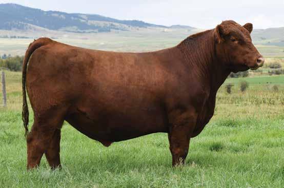05 150 86 Rank 15 5 45 50 55 15 99 85 60 20 99 1 99 99 10 2 Moderate, easy fleshing outcross genetics He produces a similar type to the Angus bull G A R Predestined we used for years before 2010.