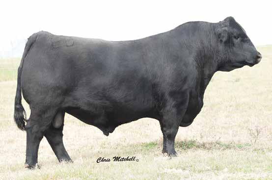 78 149 79 Rank 1 10 25 20 15 3 40 25 30 65 95 25 90 65 4 10 Impressive purebred bull in terms of calving ease combined with improved growth Very satisfied with his offspring in terms of soundness and