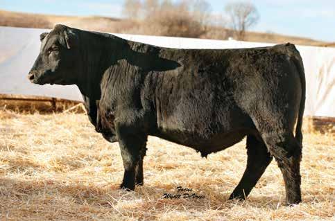 39 161 82 Rank 25 50 20 15 20 20 25 15 1 1 10 50 2 5 DAM INFO Age 5 Calving Interval 368 BWR 101 WWR 97 YWR 103 Might be the best maternal bull in the sale Look at his STAY EPD and his Docility EPD