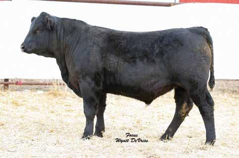 26 178 86 Rank 2 25 40 30 25 2 1 3 1 3 2 1 2 DAM INFO Age 2 Calving Interval BWR 100 WWR 101 YWR The high API bull in the sale High STAY, high DOC, high MCE Very balanced, top maternal prospect 7