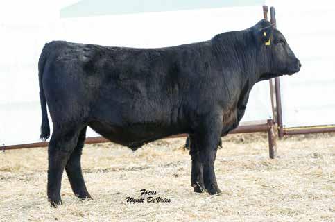 39th Annual Breeding Value Bull Sale 9 488F HB-PP 5/8 SM 3/8 AN DOB: 2/18/2018 ASA# 3389643 92 759 109 5.