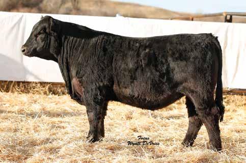 49 161 83 Rank 20 30 45 35 25 10 1 4 10 50 4 40 2 4 DAM INFO Age 4 Calving Interval 363 BWR 98 WWR 101 YWR 100 Another great Marlboro Man-Breakout bull Good looking, long and deep Lot 9 10 620F BB-PP