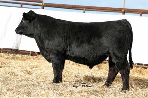 54 144 81 Rank 30 40 10 10 10 30 25 35 3 30 15 10 DAM INFO Age 4 Calving Interval 370 BWR 100 WWR 103 YWR 101 A long, thick, stout bull Top 10% growth, below average birth, above average calving ease