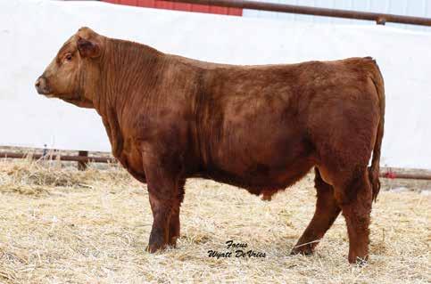 39th Annual Breeding Value Bull Sale 17 594F R-PP 5/8 SM 5/16 AN 1/16 AR DOB: 2/28/2018 ASA# 3389949 84 787 109 4.