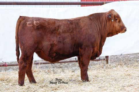 62 148 77 Rank 5 25 30 30 35 10 20 20 15 25 40 40 30 10 20 DAM INFO Age 3 Calving Interval 377 BWR 96 WWR 111 YWR 99 A complete, thick, wide based red bull Top 10% for CE,