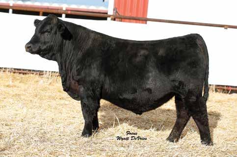 60 158 79 Rank 10 15 50 35 4 15 30 20 10 10 3 10 DAM INFO Age 5 Calving Interval 368 BWR 105 WWR 99 YWR 101 Great heifer bull prospect Smooth, clean boned with plenty of body Lot 25 26 633F BB-PP 5/8