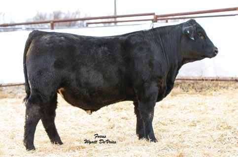 49 136 80 Rank 50 45 10 10 20 45 30 10 30 25 10 DAM INFO Age 3 Calving Interval 383 BWR 101 WWR 108 YWR 96 The highest performance bull in the sale Lots of capacity, wide top Lot 26 27 723F DB-DP 5/8