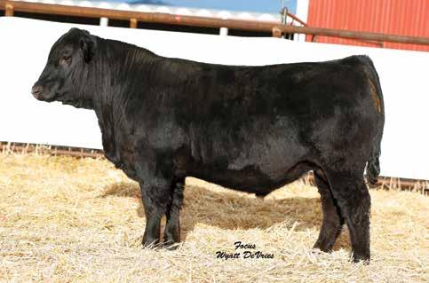 36 155 81 Rank 40 25 20 15 15 25 15 1 10 25 4 10 DAM INFO Age 4 Calving Interval 381 BWR 104 WWR 111 YWR 108 Very complete Quantum Leap son Wide based, wide top, lots of spring of rib Lot 27 28 636F