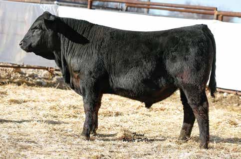 31 166 81 Rank 40 15 50 45 10 30 2 20 2 1 10 DAM INFO Age 4 Calving Interval 370 BWR 103 WWR 98 YWR 97 A valuable bull in terms of API and TI An outcross bred black bull 31 676F BB-HP 5/8 SM 11/32 AN