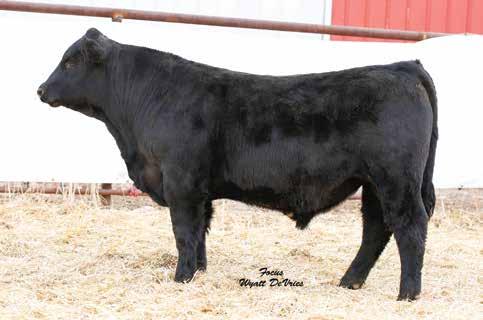 39th Annual Breeding Value Bull Sale 33 576F DB-DP 1/2 SM 1/2 AN DOB: 2/26/2018 ASA# 3389898 95 779 113 5.