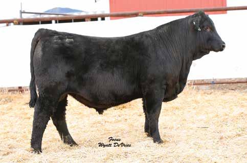 67 142 75 Rank 50 35 45 35 30 3 15 20 25 25 45 15 25 DAM INFO Age 11 Calving Interval 366 BWR 92 WWR 108 YWR 109 A bigger Jackpot son out of a proven cow that never misses Lot 33 34 623F HB-P 1/2 SM