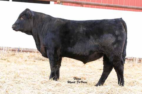 42 148 81 Rank 25 35 35 35 40 25 45 20 3 50 10 10 DAM INFO Age 3 Calving Interval 387 BWR 90 WWR 104 YWR 103 An outcross Advantage son with the stride and shape we really like Lots of depth 35 746F