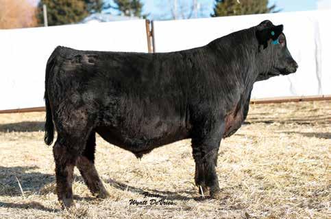 39th Annual Breeding Value Bull Sale 58 701F DB-DP 5/8 SM 3/8 AN DOB: 3/11/2018 ASA# 3389700 91 867 124 6.3 * 59 543F DB-DP 5/8 SM 3/8 AN DOB: 2/24/2018 ASA# 3389763 105 717 103 5.