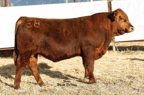 39th Annual Breeding Value Bull Sale 73 479F R-DP 1/2 SM 1/2 AR DOB: 2/17/2018 ASA# 3390087 97 797 111 6.