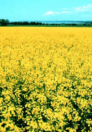 Agriculture bio crops Most of the bioenergy in Sweden is forest fuel. Agriculture bio crops give about 1%. Rapeseed on about 2000 hectare.