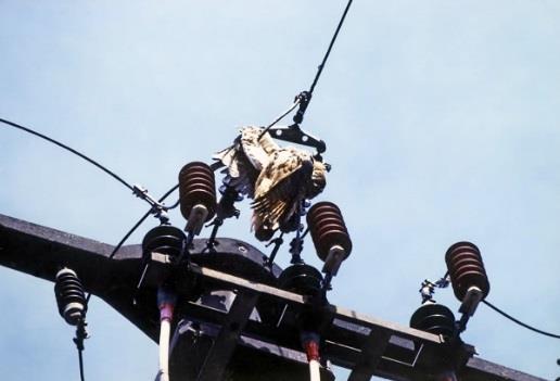 Electrification scenario for MV distribution networks Type of faults: Picture