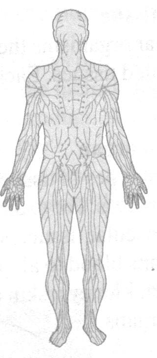 simple Pelbagai sistem dalam badan manusia (various